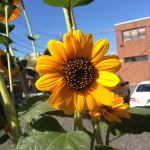 Garden Sunflower