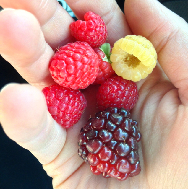Fresh Berries 
