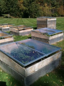 Mass Med Cold Frame