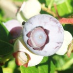 Blueberry_Bushes