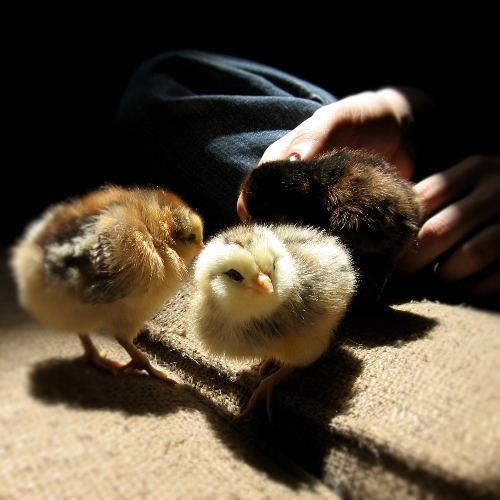 Yardbirds Backyard Chickens