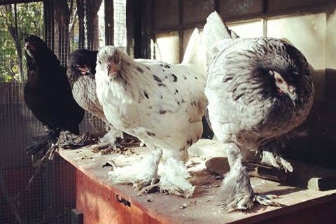 Yardbirds-Bakyard-Chickens-52