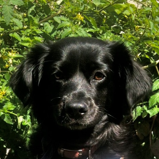 green-city-growers-mascot