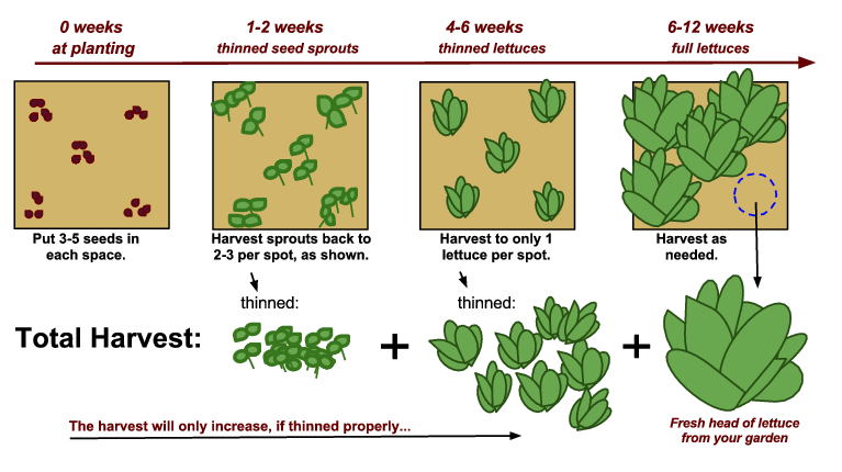 Thinning-Green