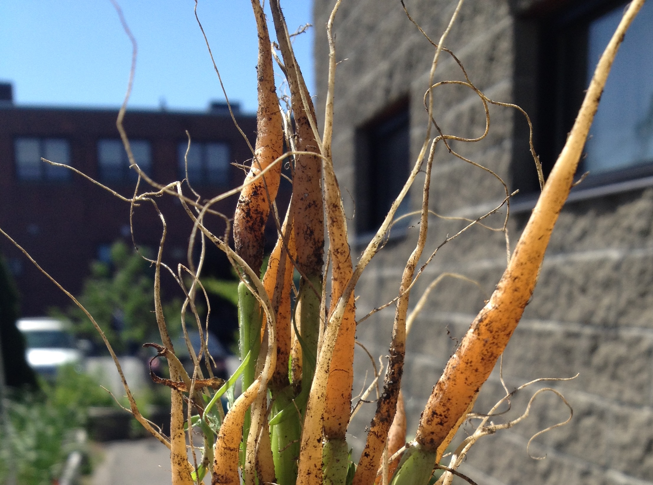 Thinning-carrot-top