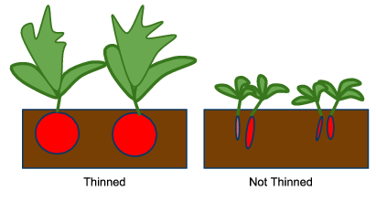 Thinned-Not