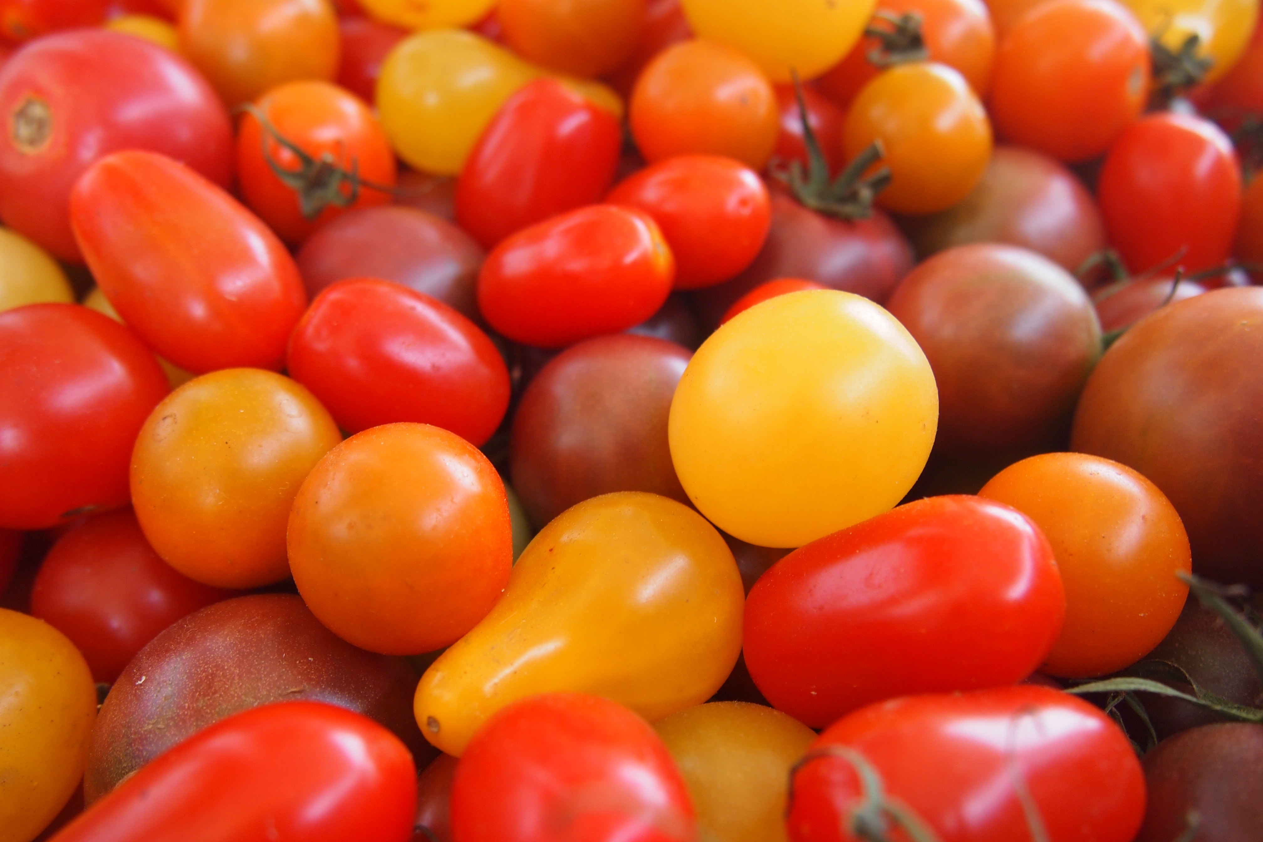 Cherry_Tomatoes