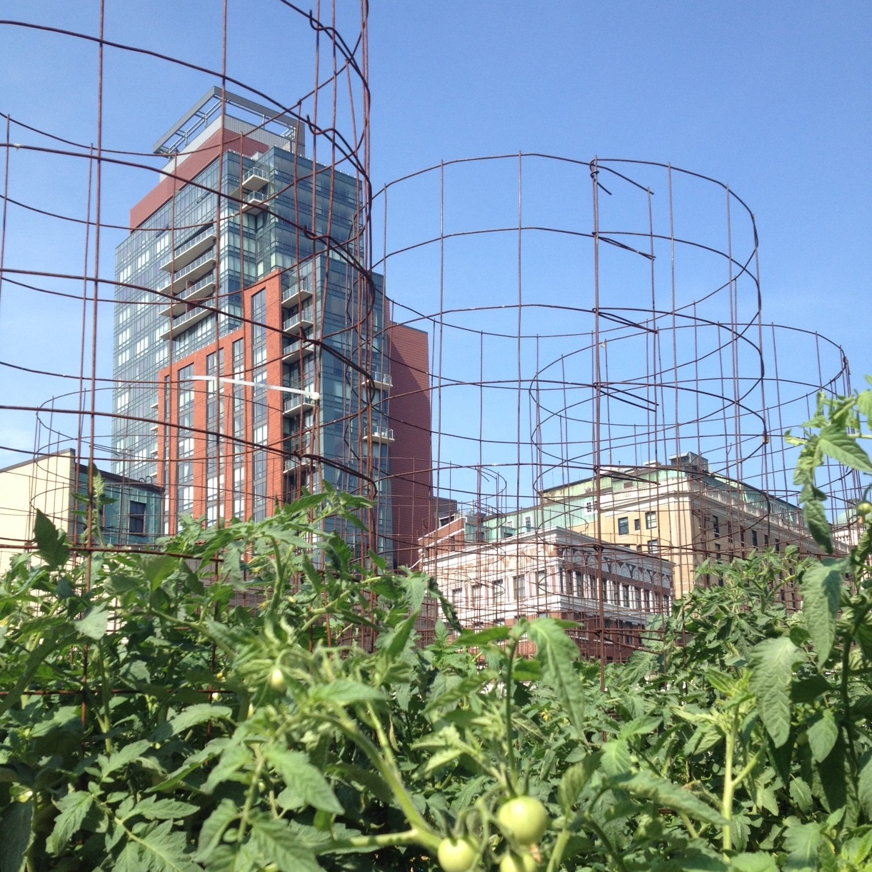 0714 bgood rooftoptomatoes 01