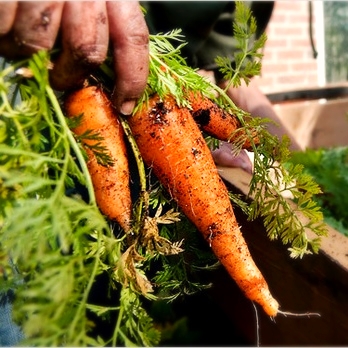 GCG-Carrots