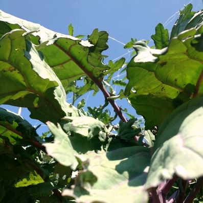 Garden-Kale