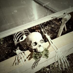 Skeleton-02