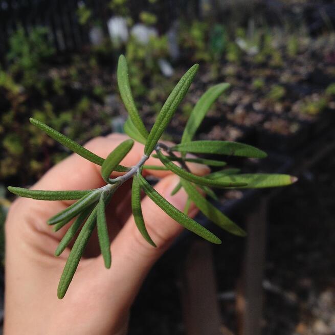 Rosemary-1