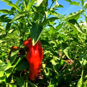 0714-WFM-Pepper