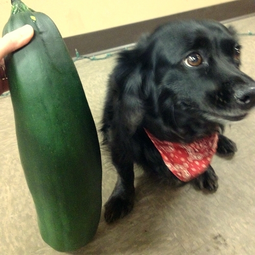 Stella-vs-Zucchini
