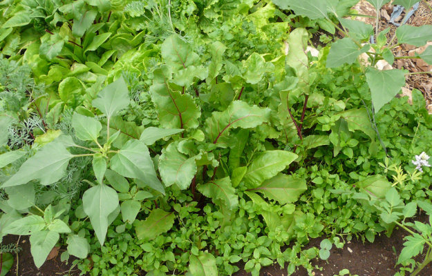 Cover-crop