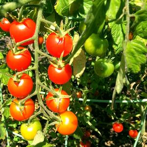0714-WFM-tomatoes