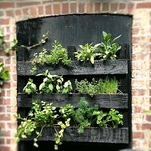 herbal-tea-garden-02
