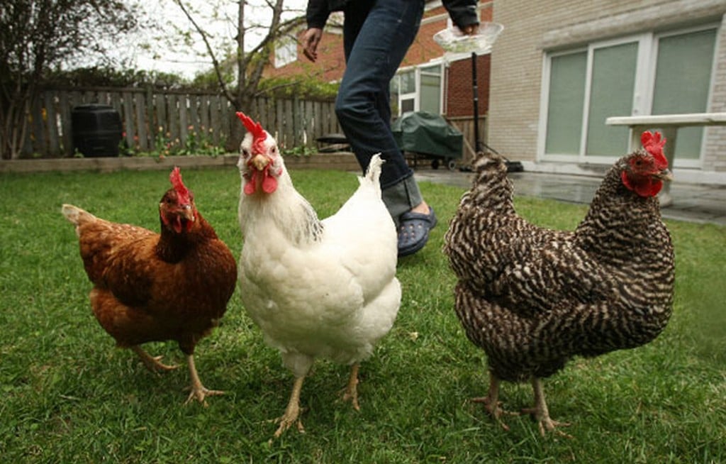 chickens