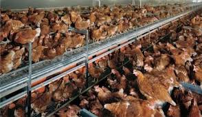 cage-free