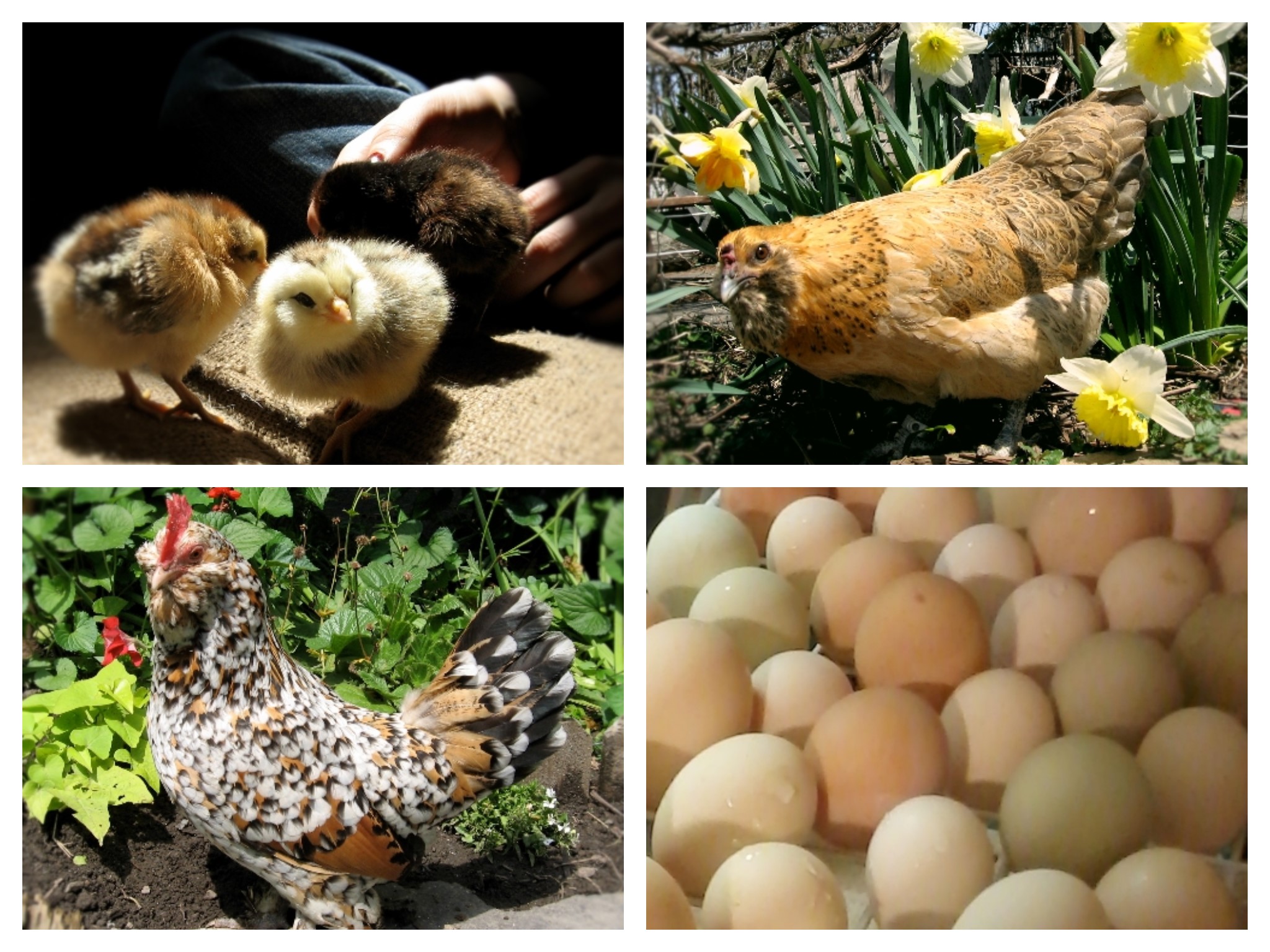 Yardbirds-Backyard-Chickens-collage