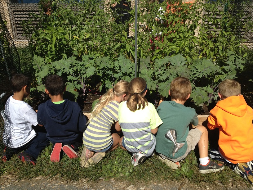 3rd graders at Beverel inspect their crops