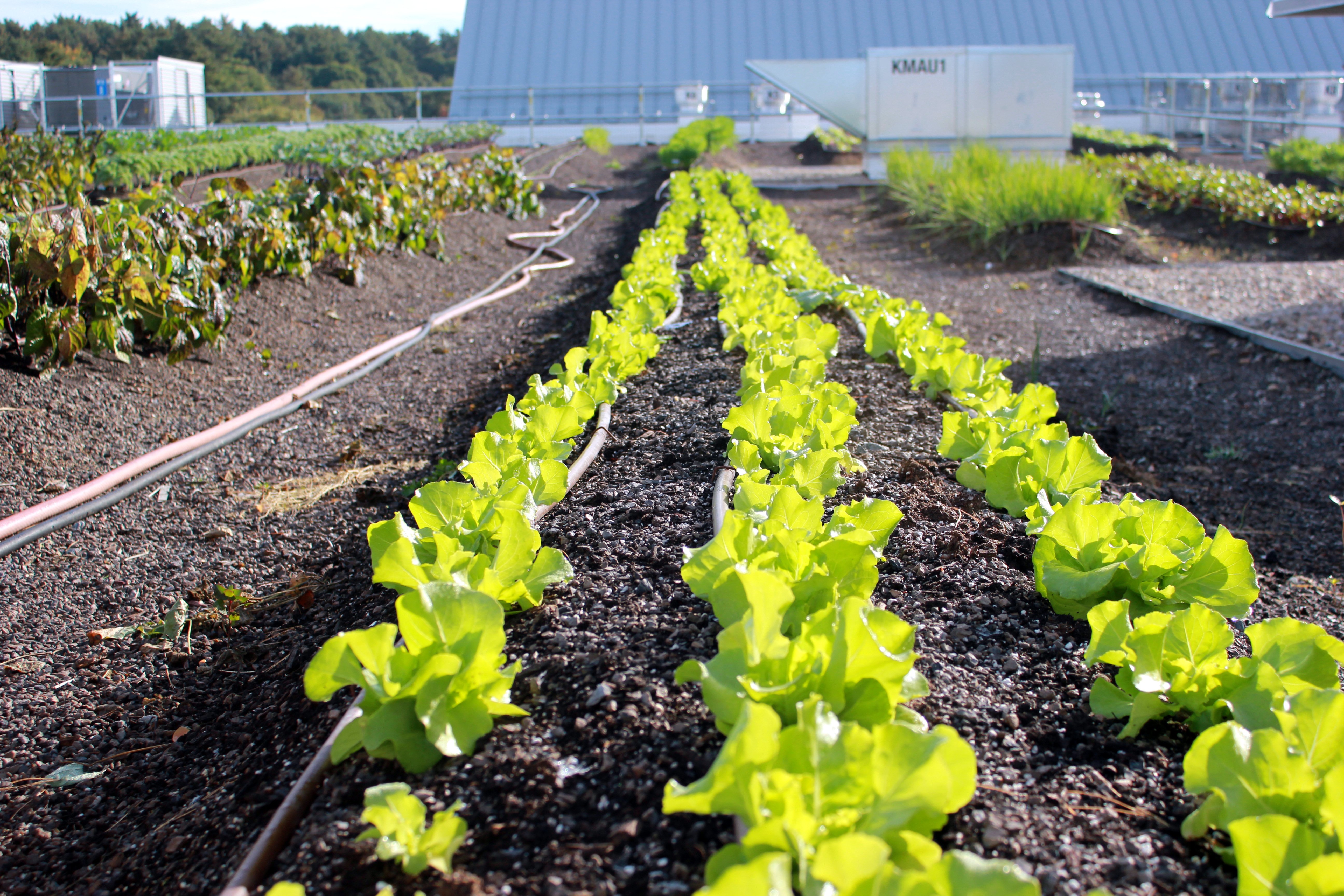 urban-farm-lynnfield