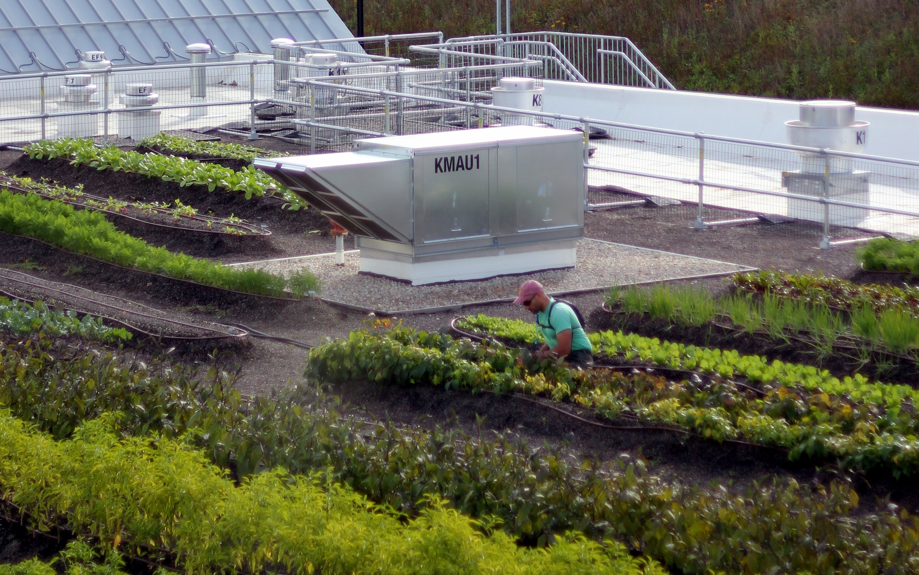 Whole-foods-rooftop-farm