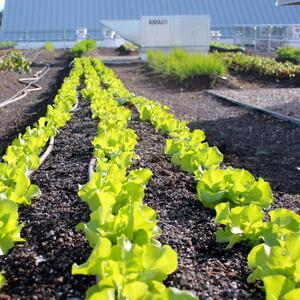 rooftop-urban-farm