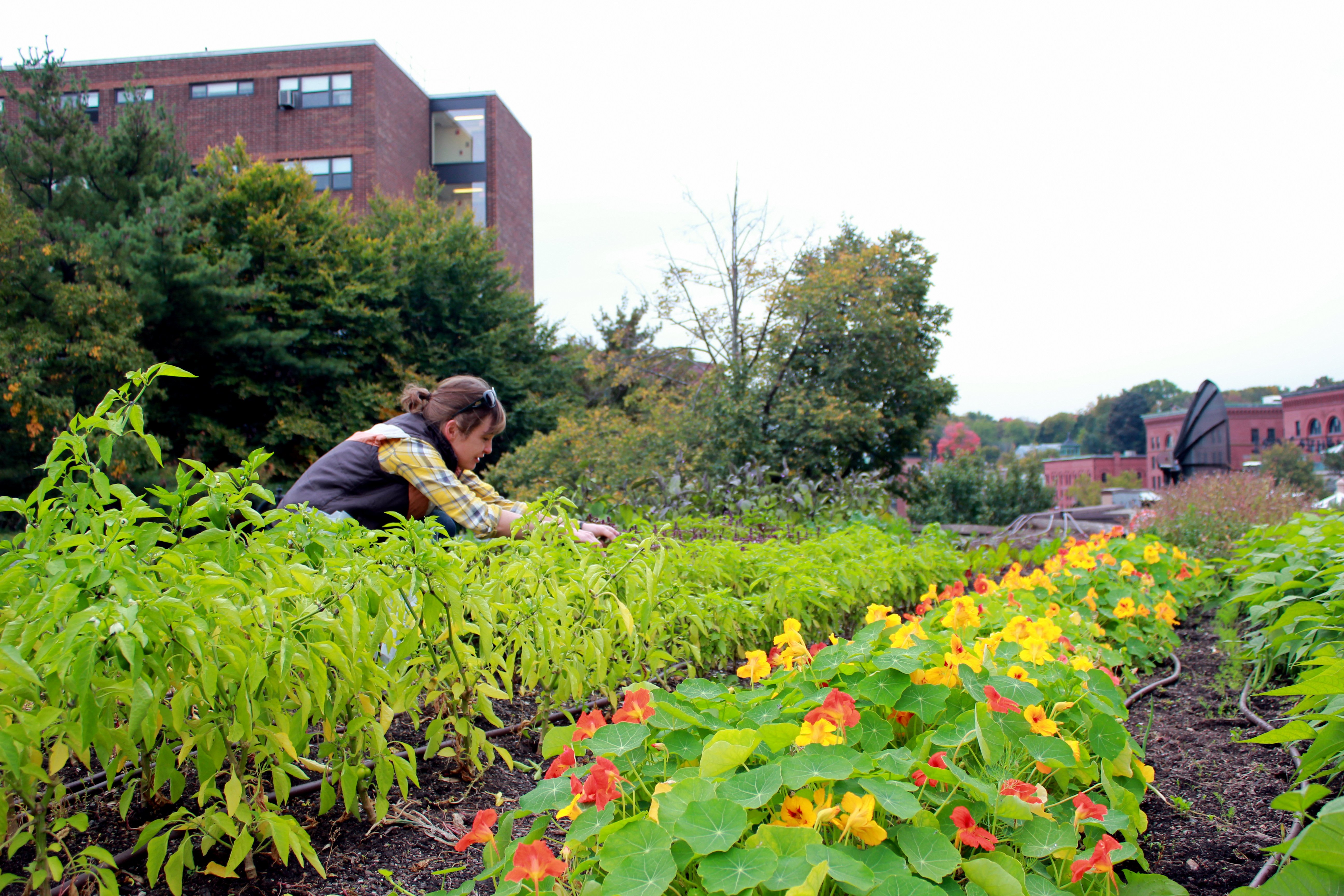 Ledge-Kitchen-rooftop-farm