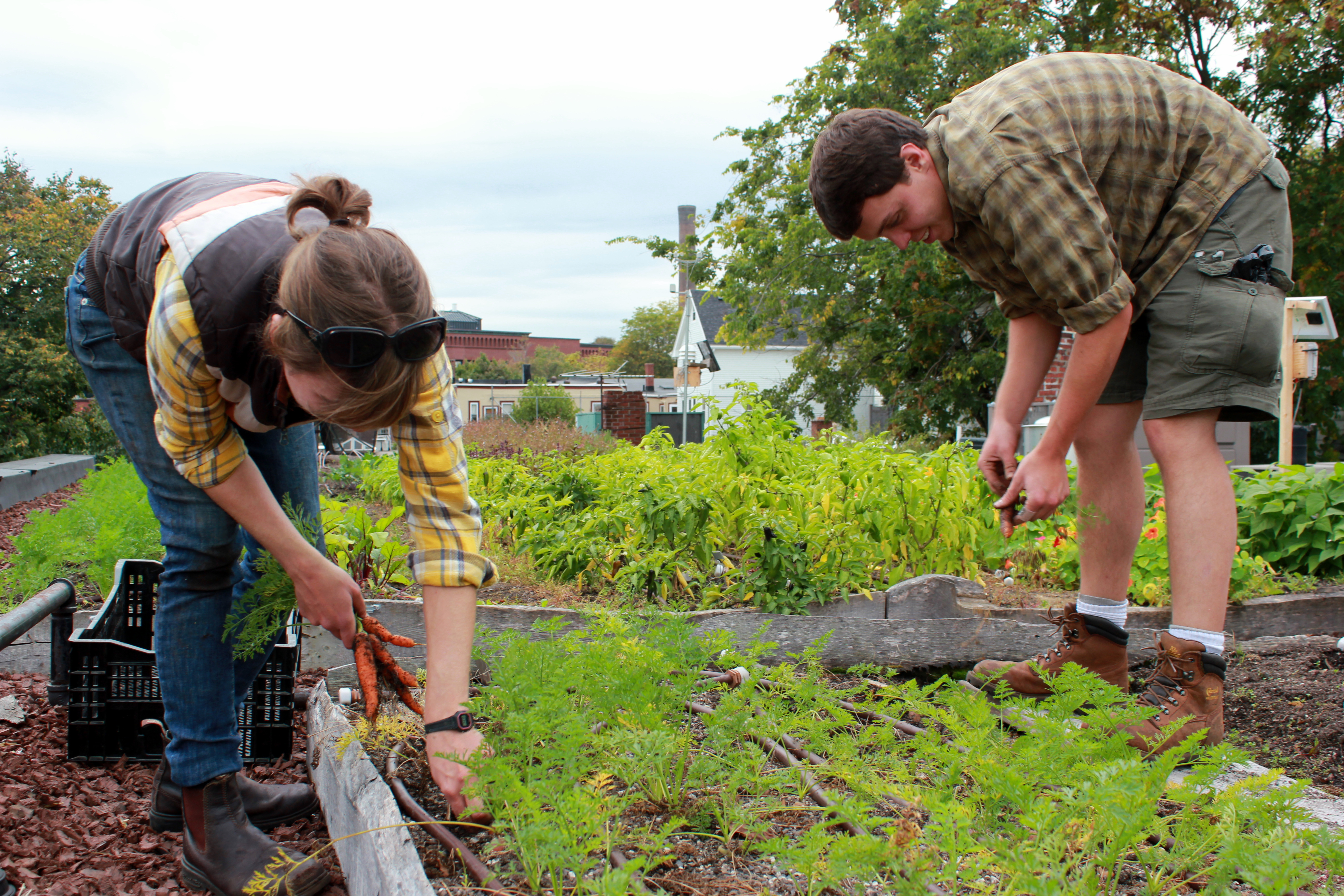 Ledge Kitchen and Drinks rooftop farm